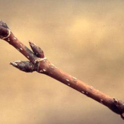 Acer saccharum (sugar maple), twig and buds