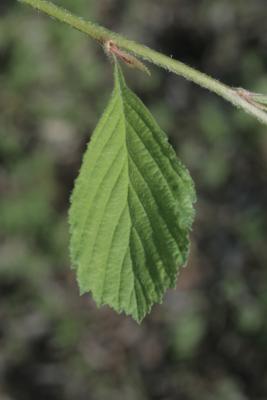 Crataegus punctata (Dotted Hawthorn), leaf, spring