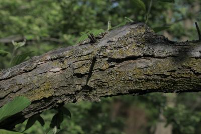 Crataegus punctata (Dotted Hawthorn), bark, branch