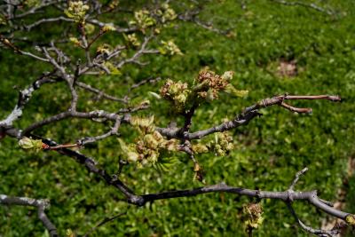 Crataegus mollis (Downy Hawthorn), inflorescence