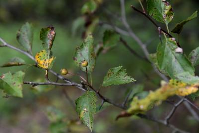 Crataegus viridis 'Winter King' (Winter King Green Hawthorn), fruit, immature