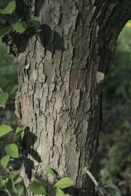 Crataegus punctata (Dotted Hawthorn), bark, trunk