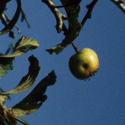 Crataegus punctata (Dotted Hawthorn), fruit, immature