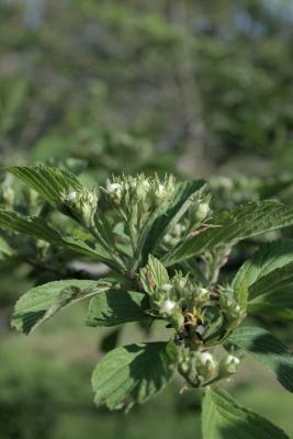 Crataegus punctata (Dotted Hawthorn), bud, flower