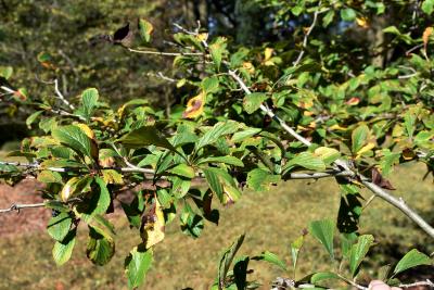 Crataegus punctata (Dotted Hawthorn), leaf, fall