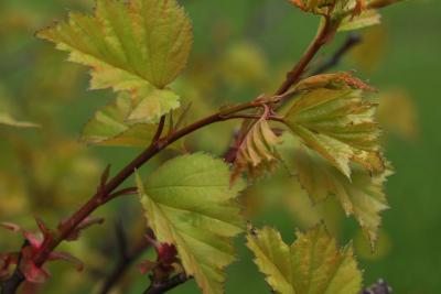 Crataegus pruinosa (Frosted Hawthorn), leaf, new