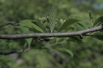 Crataegus punctata (Dotted Hawthorn), bark, twig