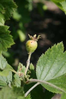 Crataegus mollis (Downy Hawthorn), fruit, immature