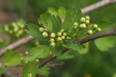 Crataegus pentagyna (Hawthorn), bud, flower