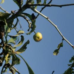 Crataegus punctata (Dotted Hawthorn), fruit, immature