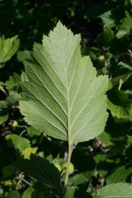 Crataegus mollis (Downy Hawthorn), leaf, lower surface