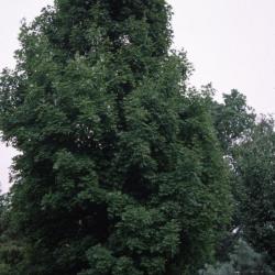 Acer saccharum 'Bonfire' (Bonfire sugar maple), habit, summer