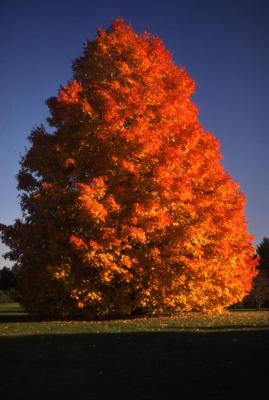 Acer saccharum (sugar maple), fall color, habit