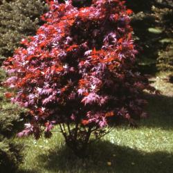 Acer palmatum ‘Atropurpureum’ (Purple-leaved Japanese maple), fall color