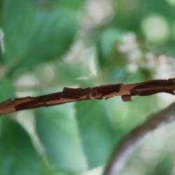 Jamesia americana (Cliff Bush), bark, twig