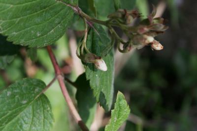 Jamesia americana (Cliff Bush), bud, flower