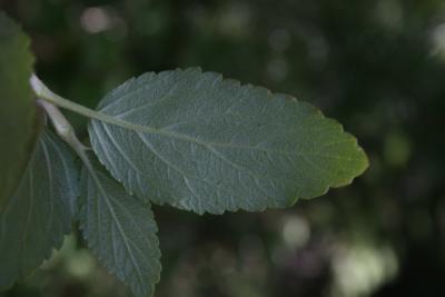 Jamesia americana (Cliff Bush), leaf, lower surface