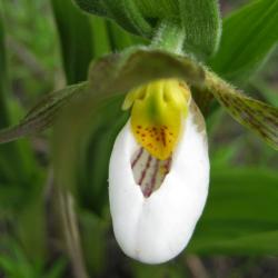 Cypripedium candidum (White Lady's Slipper), flower, full