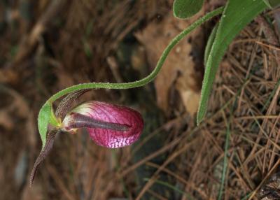Cypripedium acaule (Pink Lady's Slipper), flower, full
