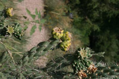 Cylindropuntia imbricata (Tree Cholla), fruit, immature