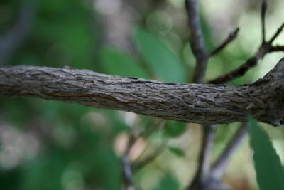 Jamesia americana (Cliff Bush), bark, mature