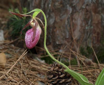 Cypripedium acaule (Pink Lady's Slipper), flower, side