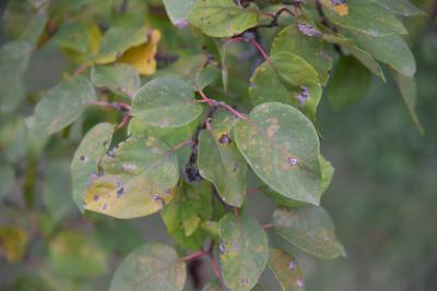 Cydonia oblonga (Quince), leaf, fall