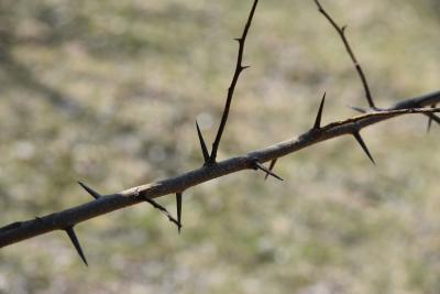 Cudrania tricuspidata (Silkworm Thorn), thorn