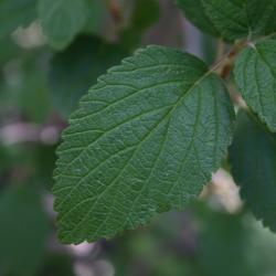 Jamesia americana (Cliff Bush), leaf, upper surface
