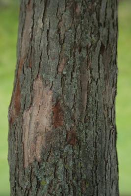 Crataegus crus, galli var. inermis (Thornless Cockspur Hawthorn), bark, trunk