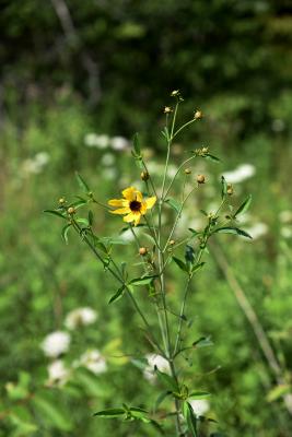 Coreopsis tripteris (Tall Coreopsis), inflorescence