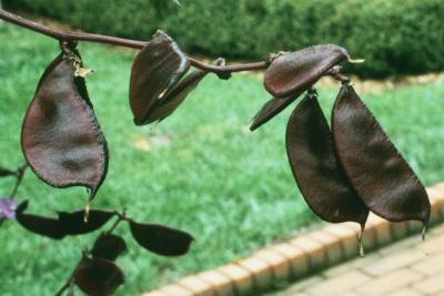 Lablab purpureus (Hyacinth Bean), fruit, mature