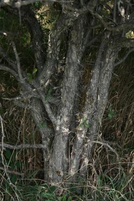 Crataegus crus, galli (Cockspur Hawthorn), bark, trunk