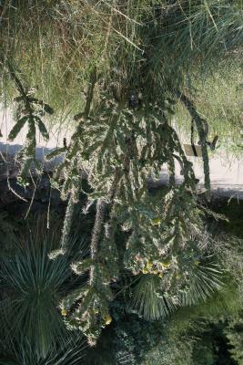 Cylindropuntia imbricata (Tree Cholla), habit, summer