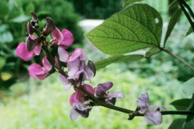 Lablab purpureus (Hyacinth Bean), inflorescence