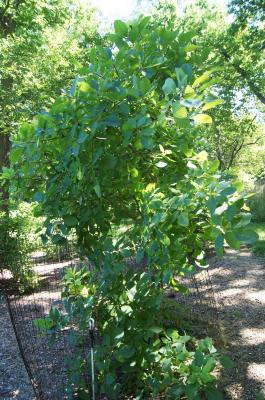 Cotinus obovatus (American Smoke Tree), habit, summer