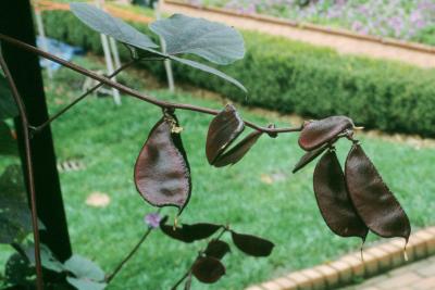 Lablab purpureus (Hyacinth Bean), infructescence