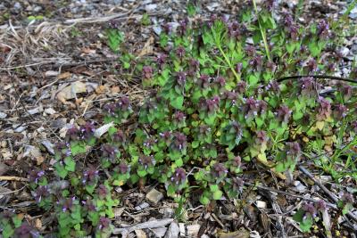 Lamium purpureum (Purple Dead-nettle), habit, spring