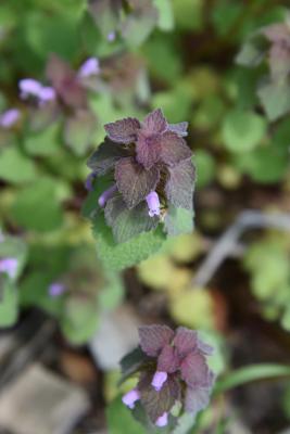 Lamium purpureum (Purple Dead-nettle), habit, spring, leaf, spring