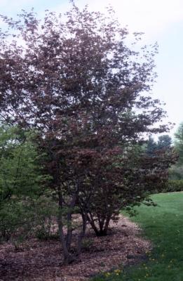 Acer palmatum x pseudosieboldianum (Japanese Korean hybrid maple), spring