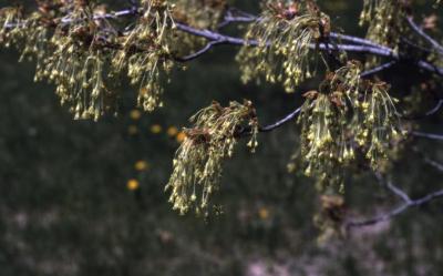 Acer saccharum (sugar maple), flowers, spring