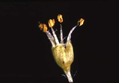 Acer saccharum (sugar maple), male flowers
