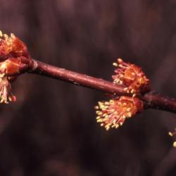 Acer saccharum (sugar maple), flowers
