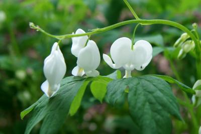 Lamprocapnos spectabilis 'Alba' (White Common Bleeding Heart), flower, full