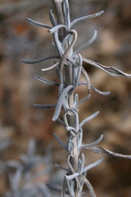 Lavandula angustifolia (Lavender), leaf, winter