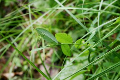 Lathyrus palustris subsp. palustris (Marsh-vetchling), leaf, summer, tendril
