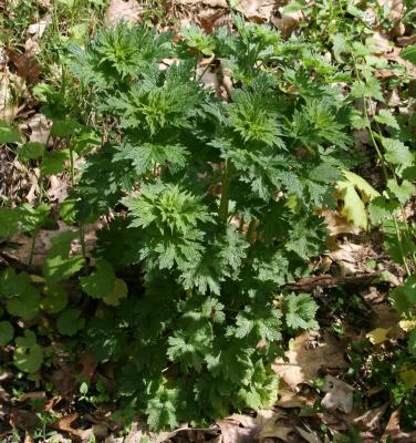 Leonurus cardiaca (Common Motherwort), habit, spring