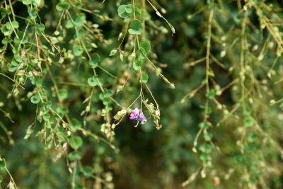 Lespedeza bicolor (Shrub Bush-clover), infloresceence, infructescence