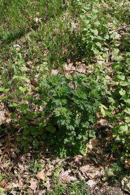 Leonurus cardiaca (Common Motherwort), habit, spring