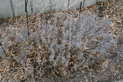 Lavandula angustifolia (Lavender), habit, spring